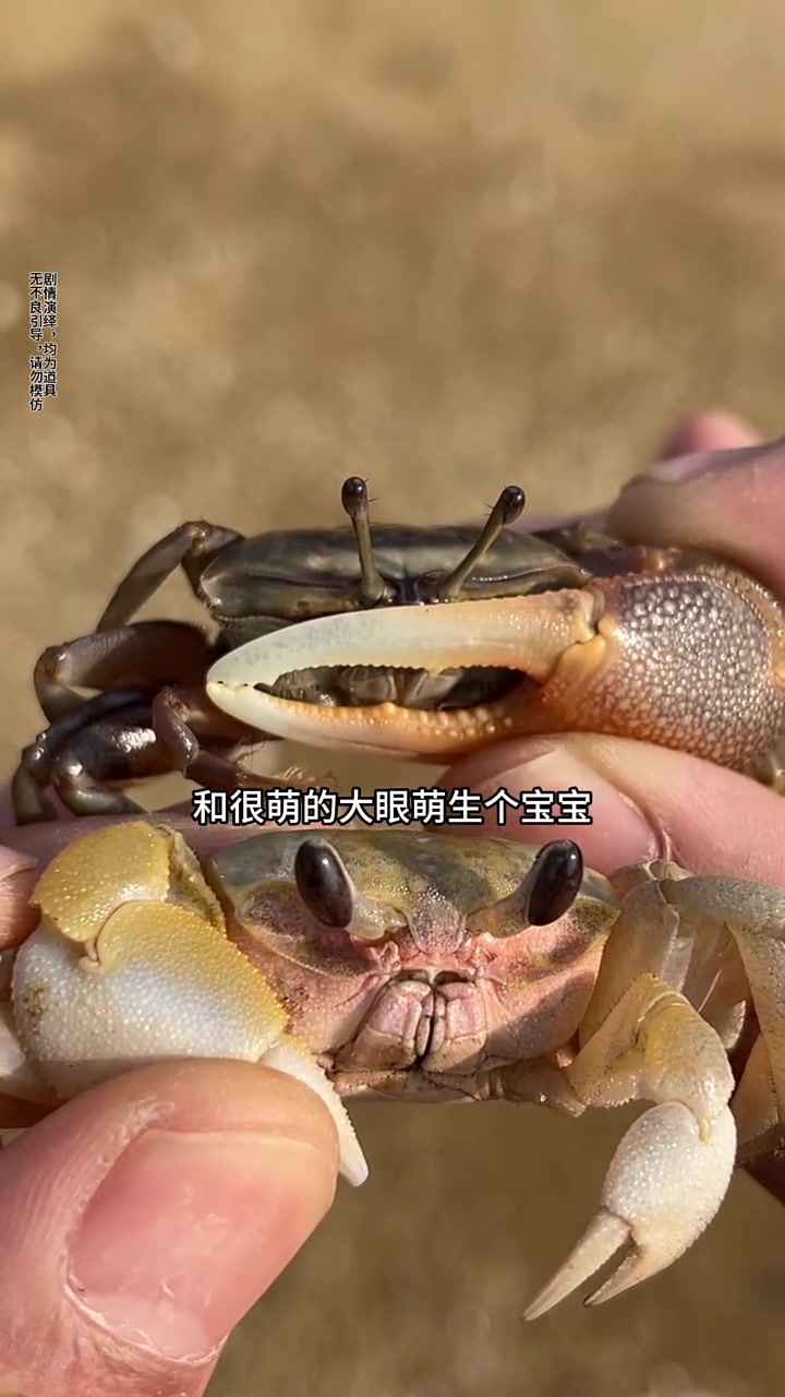 我有一个鱼缸……不过我不想养鱼了，我要养小眼萌