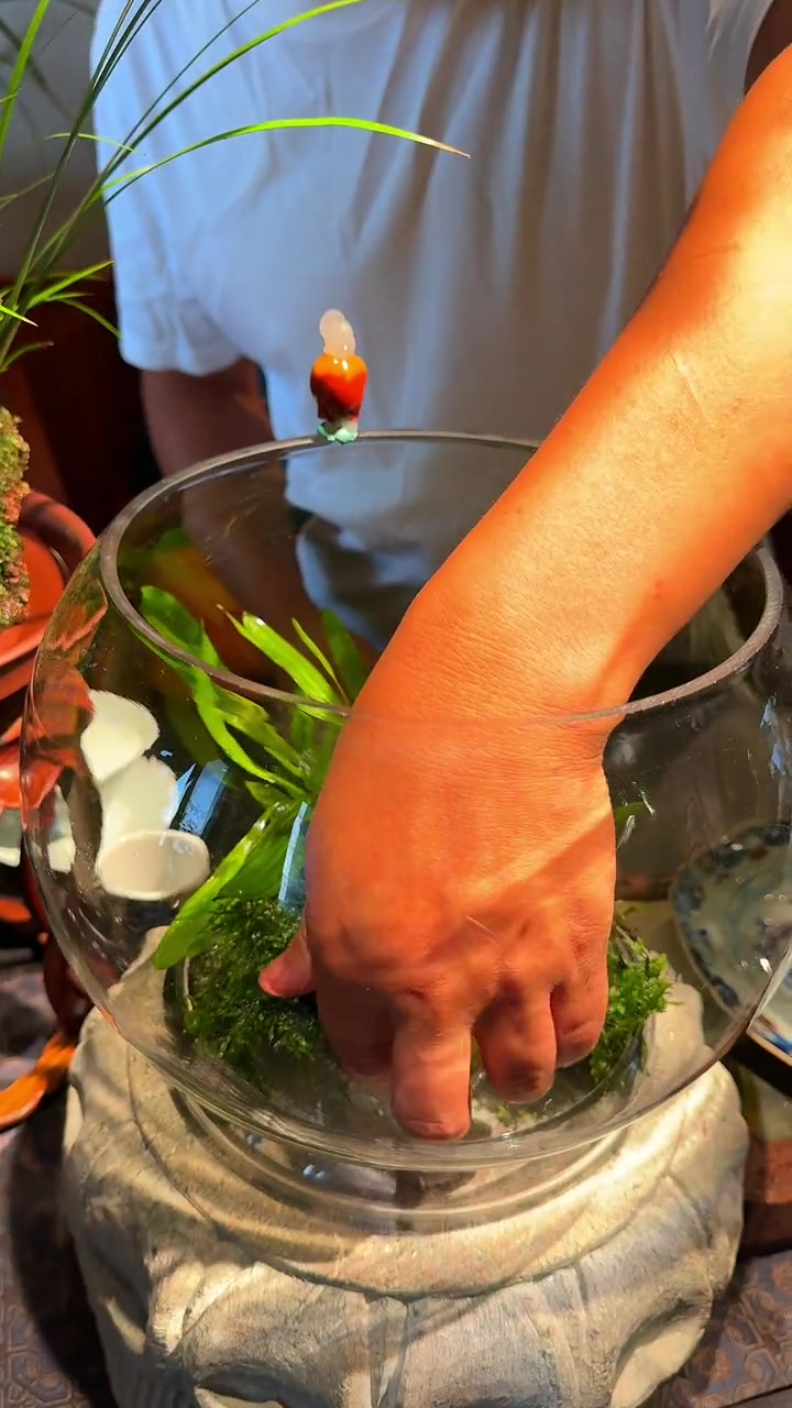 懒人养鱼，生态小鱼缸，制作简单一看就会