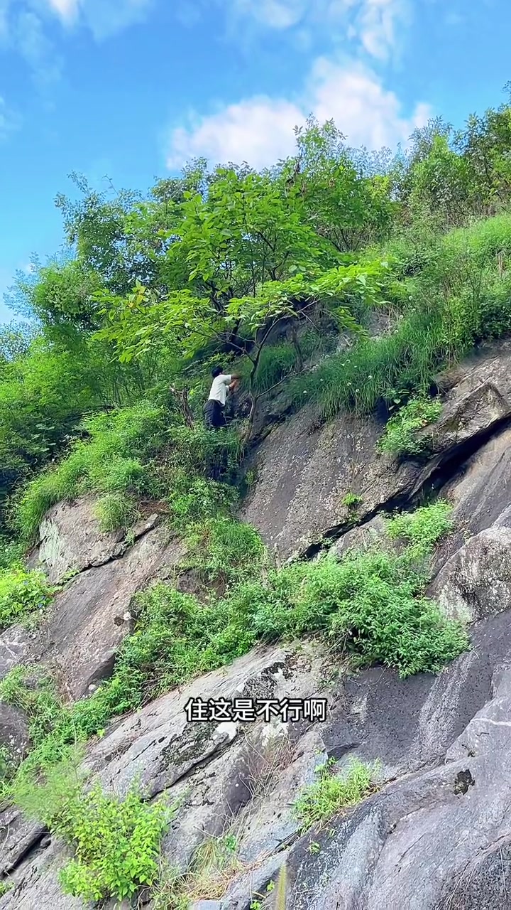 我们这里山上很多野韭菜，弄回来一点移栽在小菜园里，以后包饺子吃