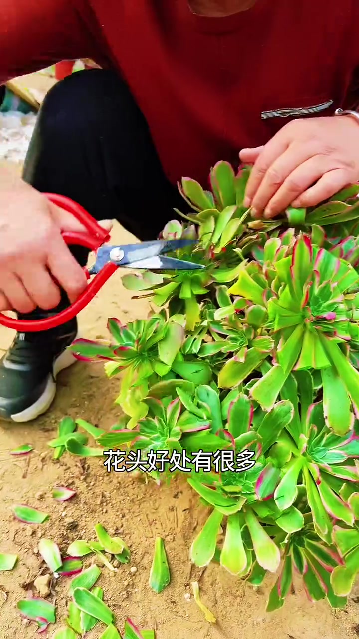 多肉法师养护小知识季