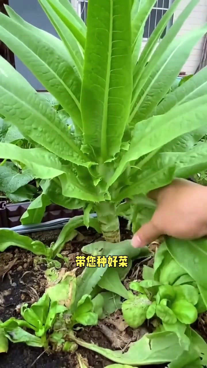 露天莴苣什么时候种