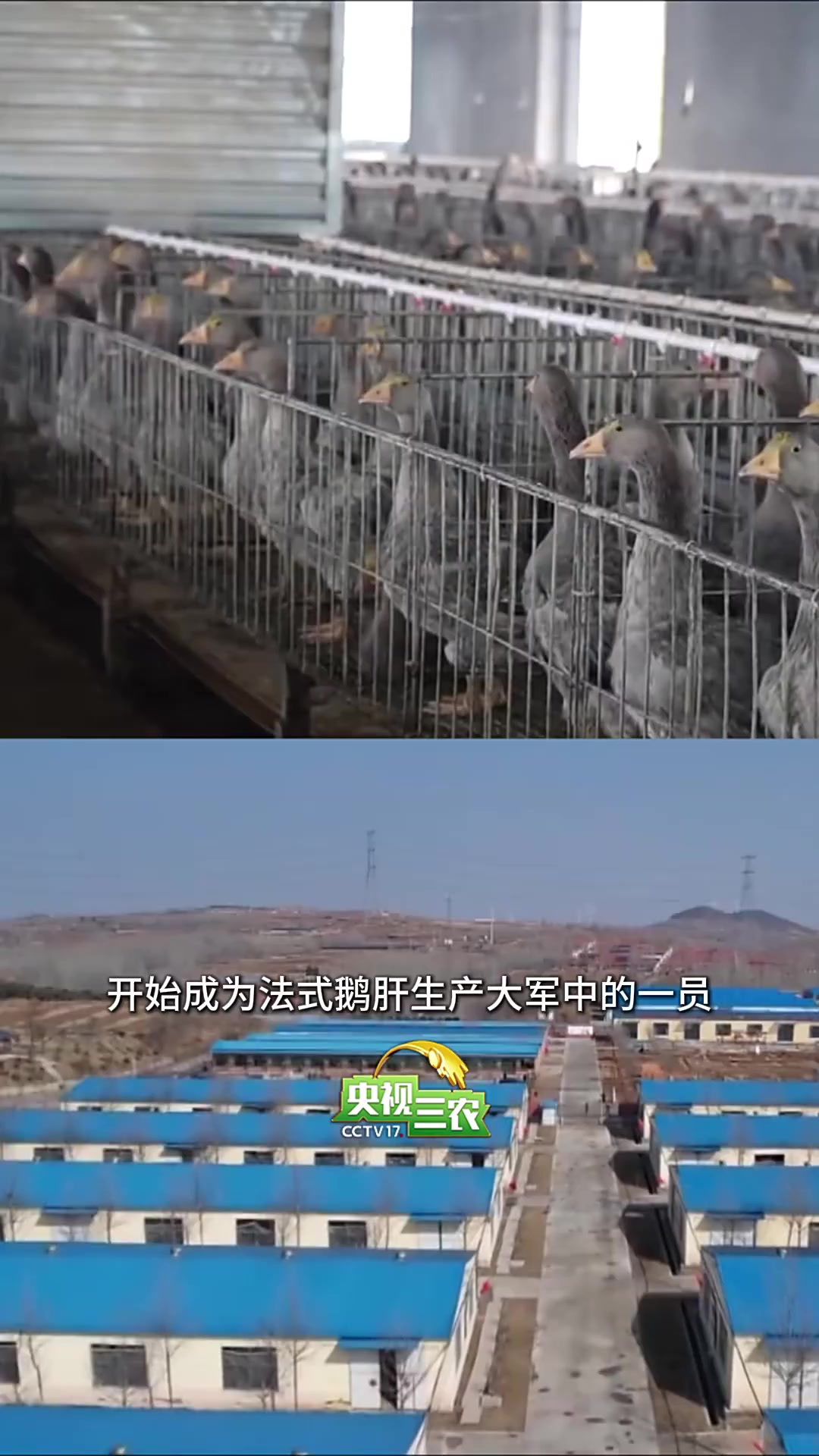 你吃到的鹅肝，很可能是鸭肝！