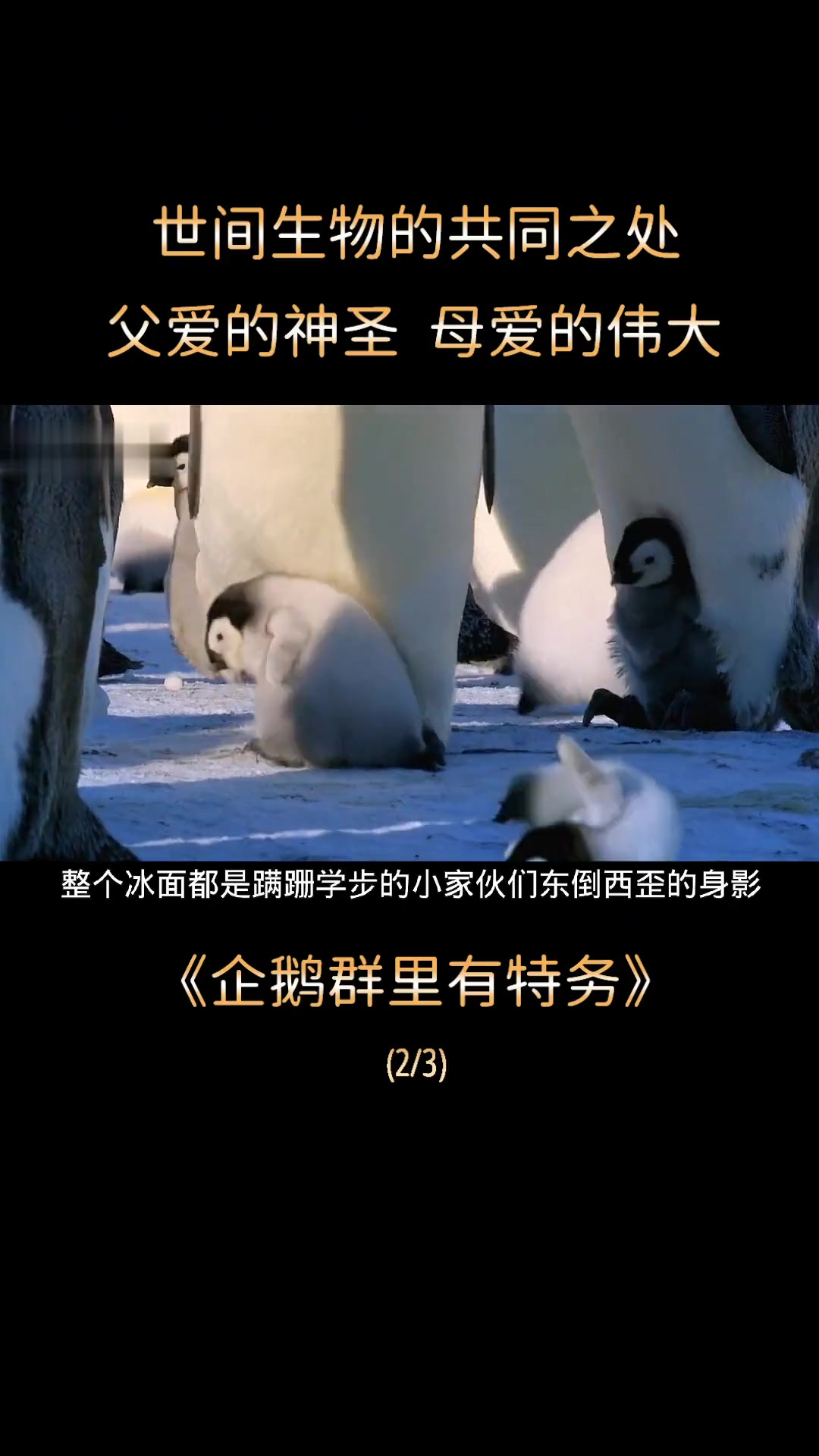 揭秘企鹅真实生活，可爱模样萌化了