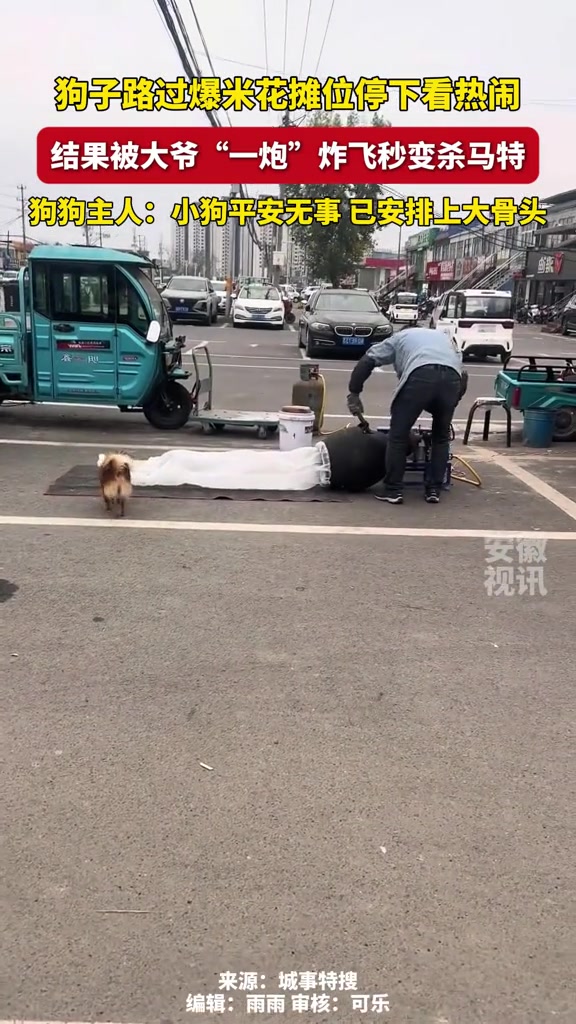 狗子路过爆米花摊位停下看热闹，结果被大爷“一炮”炸飞秒变杀马特。狗狗主人：小狗平安无事已安