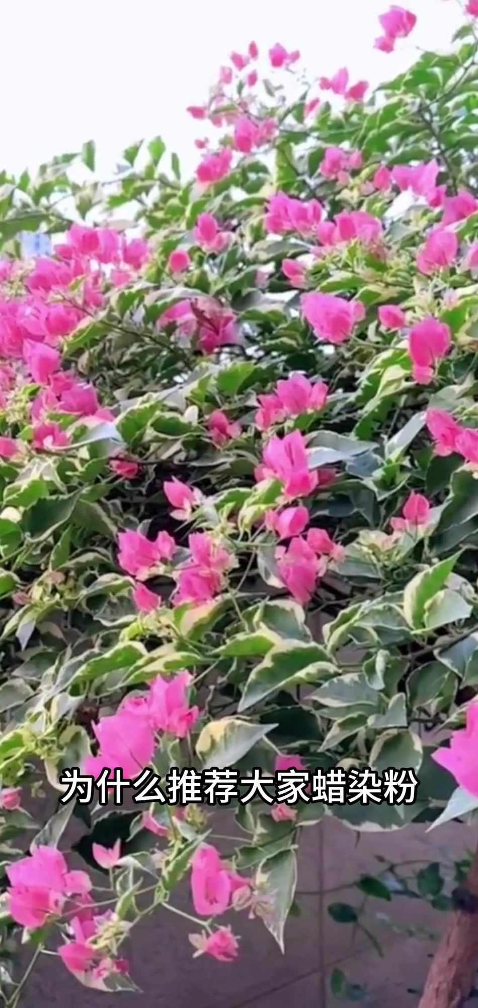 一眼沦陷!三角梅“蜡染粉”的温柔暴击!