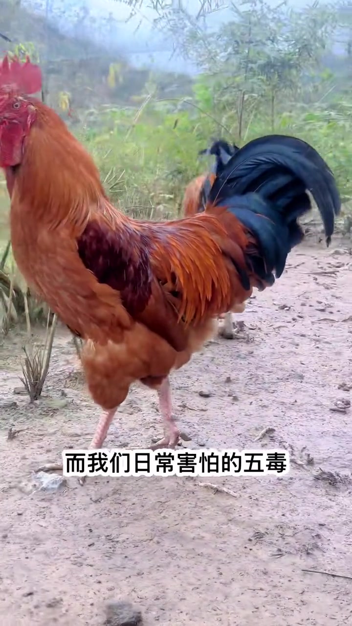 大公鸡 纯阳之体 散养土鸡生态养殖土鸡 大公鸡 日常生活 散养鸡