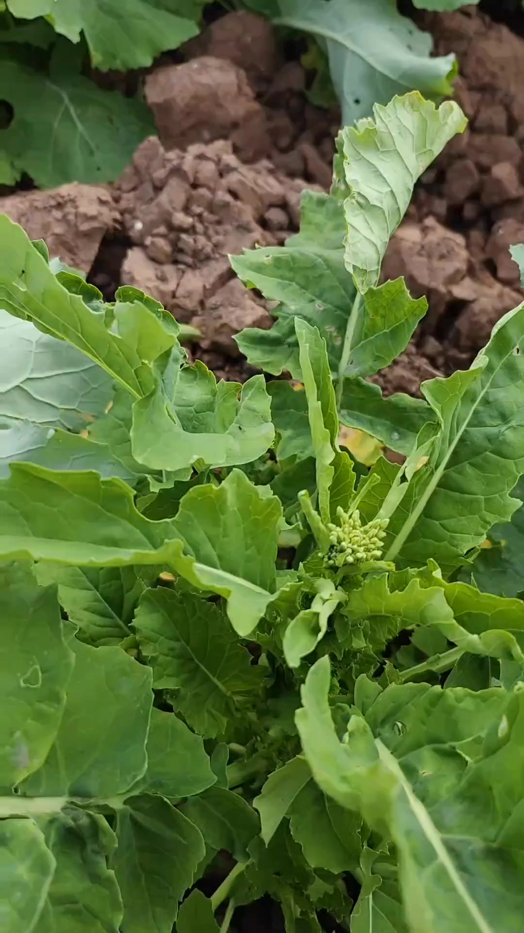 你吃过四川农村特色美食炒油菜尖吗?
