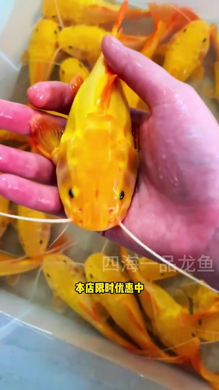 黄金招财猫 水族 观赏鱼