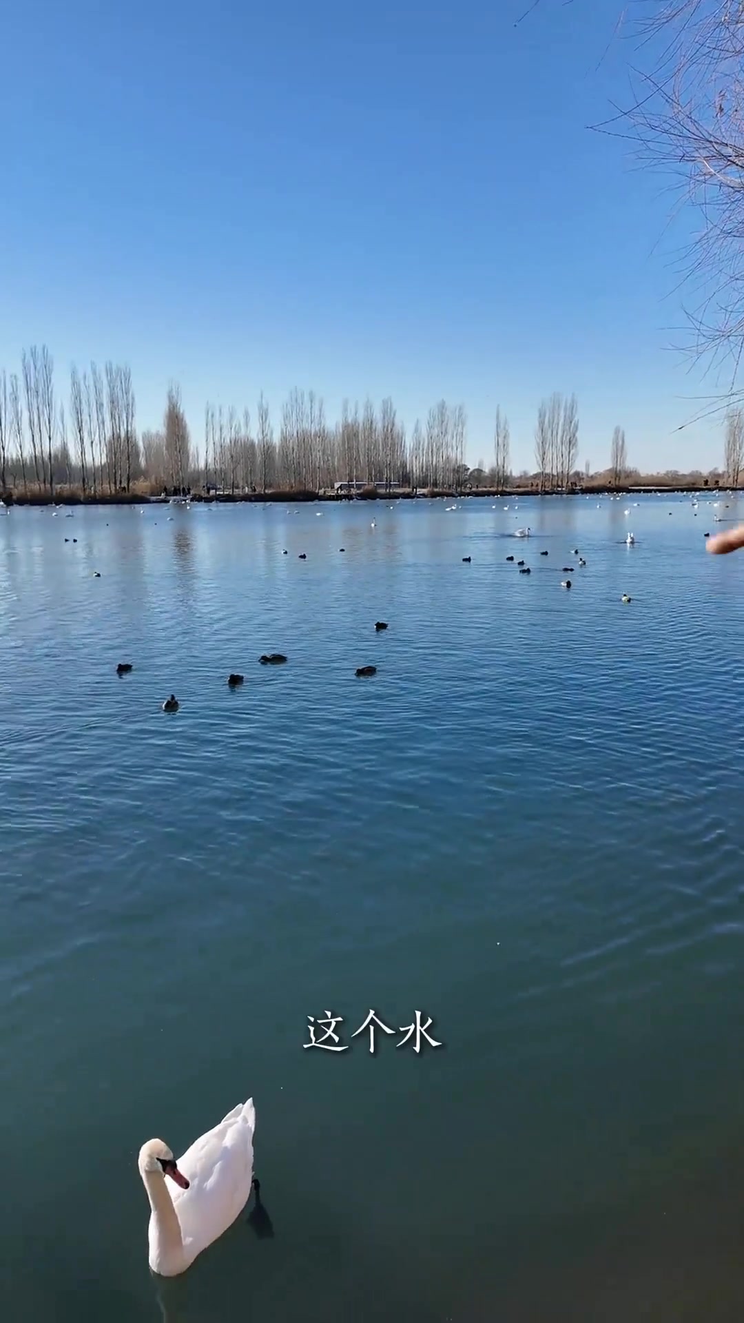 冬天的天鹅泉湿地公园，简直就是童话世界！