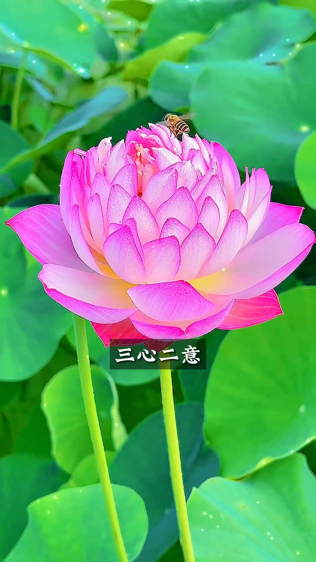 用荷花做头像，95%的人不知荷花真正用意