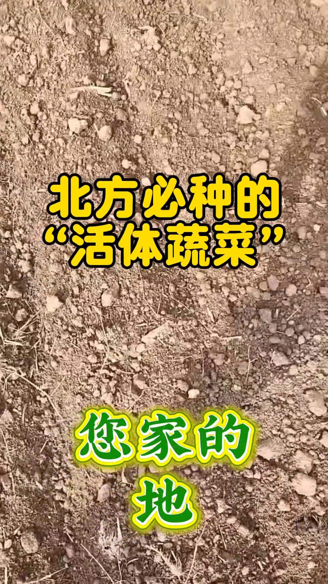 立冬后北方能种什么蔬菜?