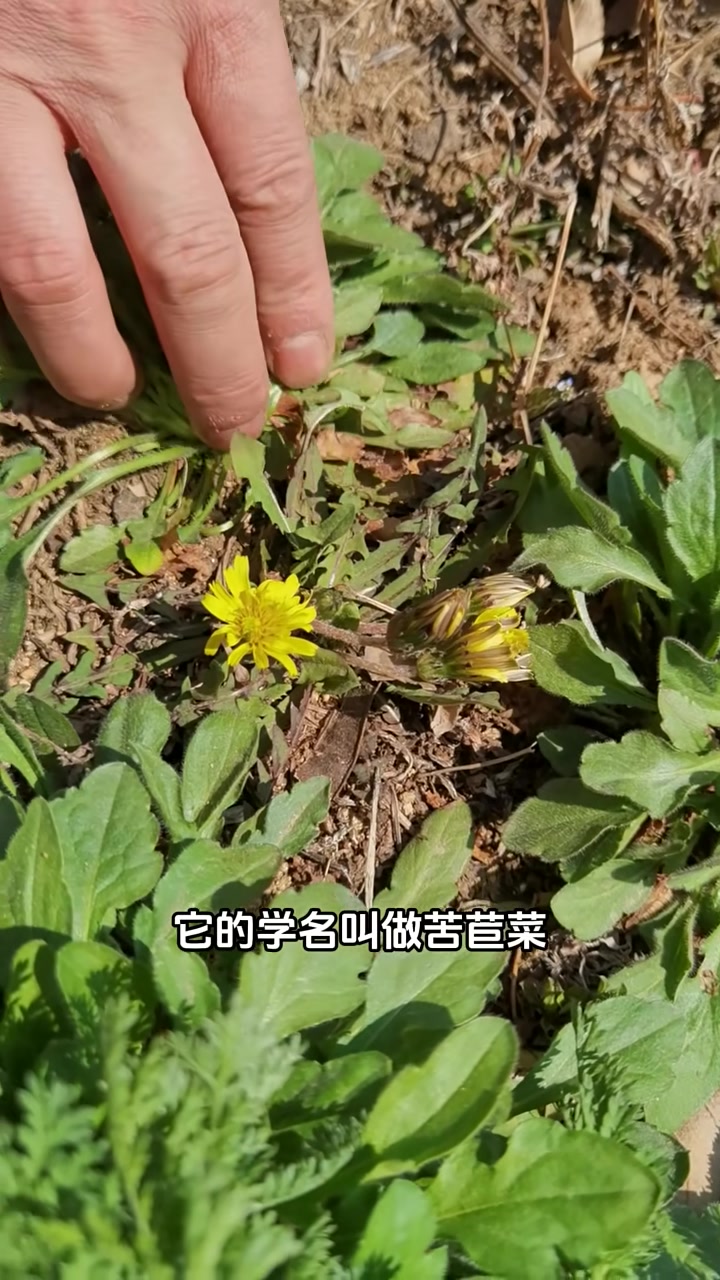 苦菜，菊科植物中的营养王