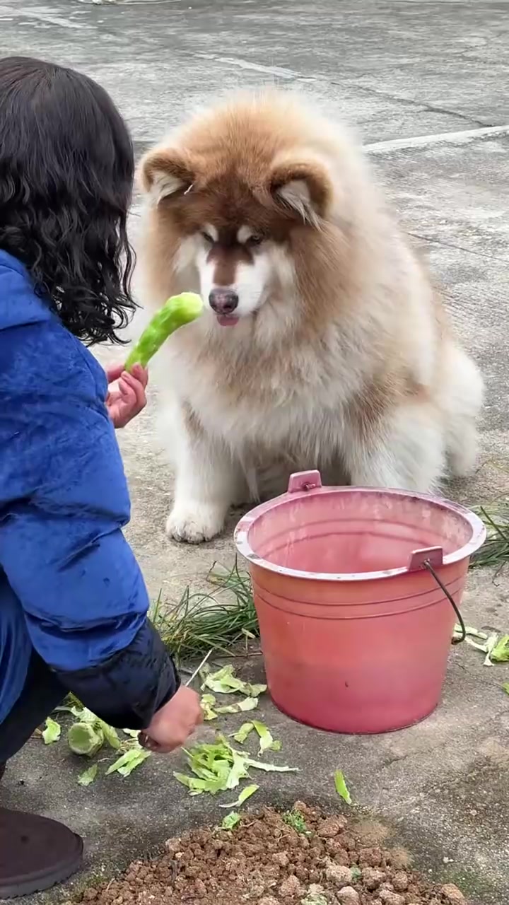 不过是一只爱吃蔬菜的狗宝宝啦！