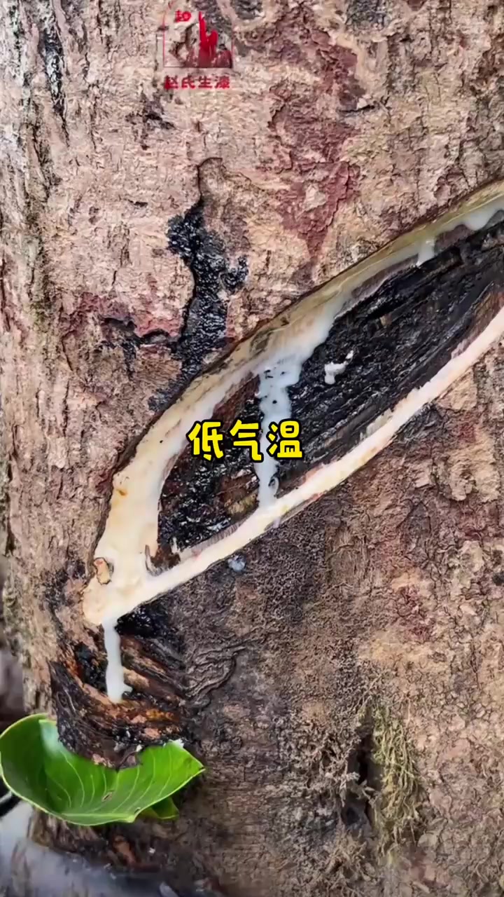 云南漆油鸡，云南暗黑料理