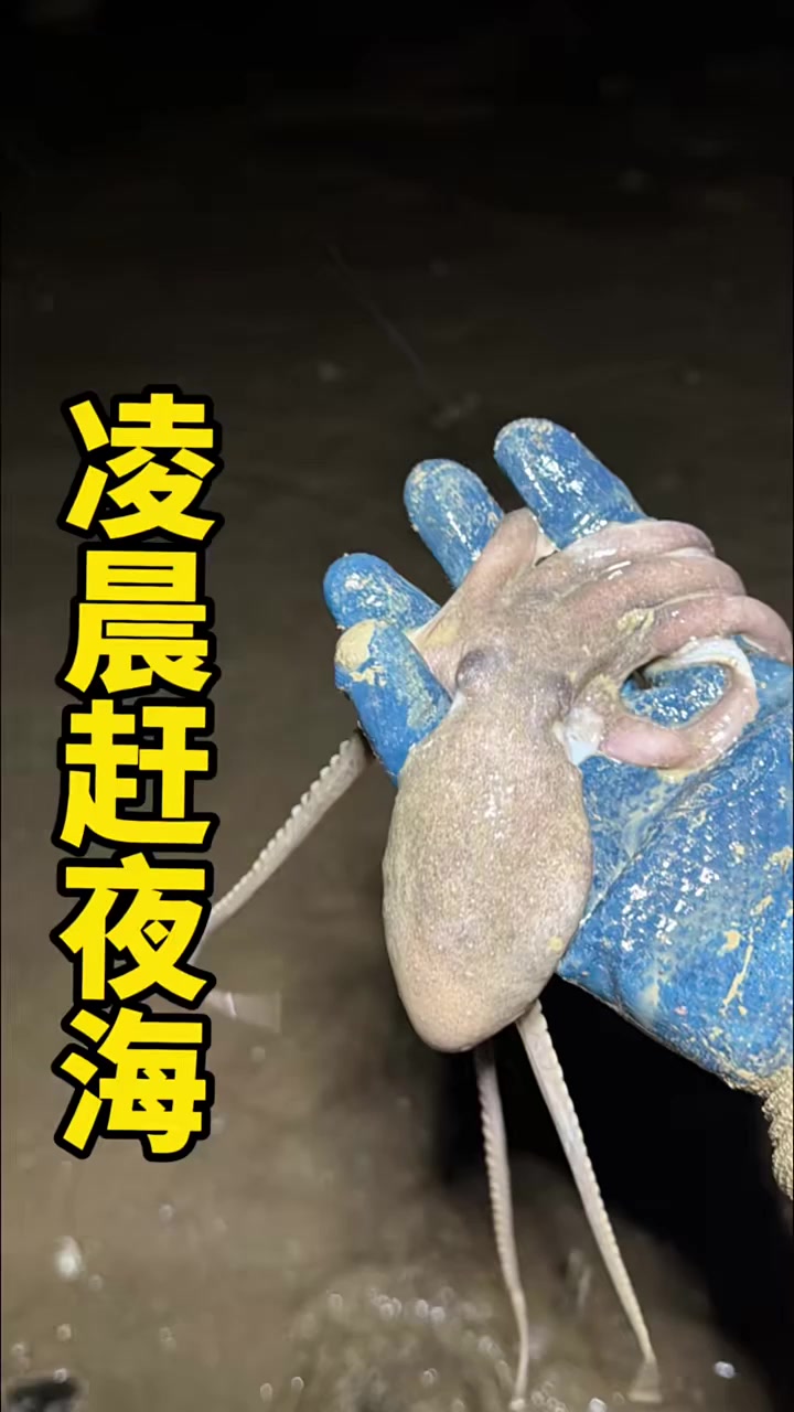 凌晨大退朝给你们看真实的赶海，冬天赶海最开心就是可以抓大章鱼！