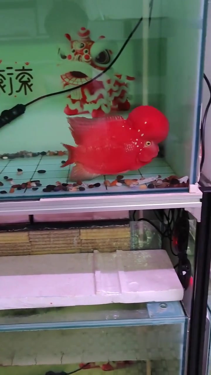 观赏赛级罗汉鱼与彩虹古典罗汉鱼的魅力