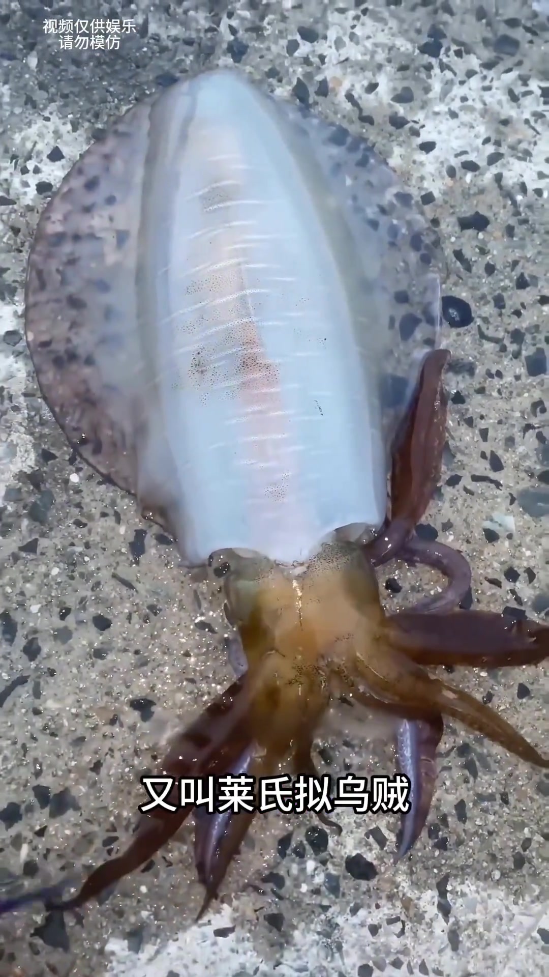 八种鱿鱼大揭秘，带你认识不同种类