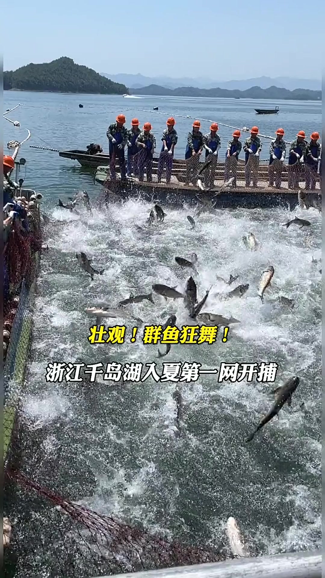 浙江千岛湖入夏第一网开捕，群鱼狂舞超壮观「法律解读」
