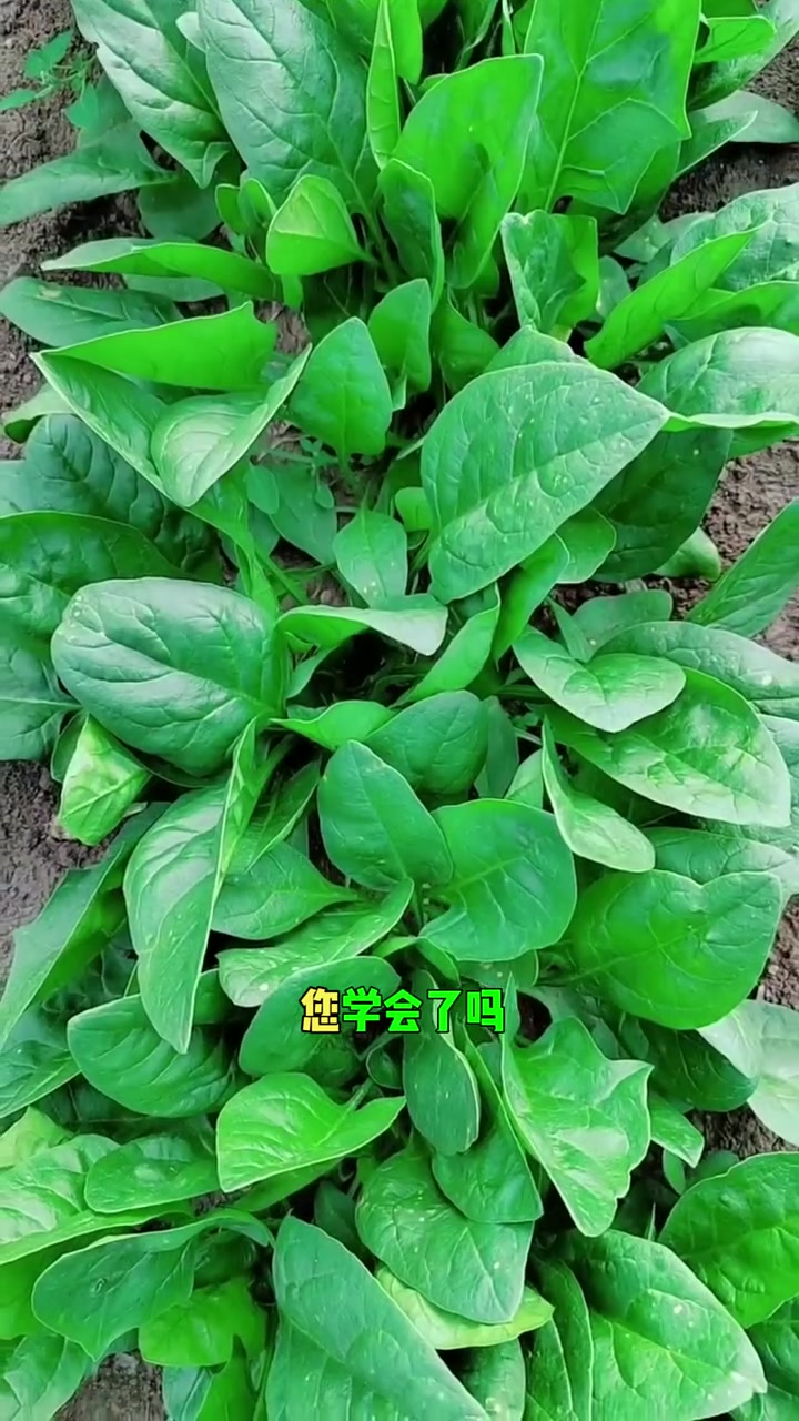 菠菜种植的详细教程