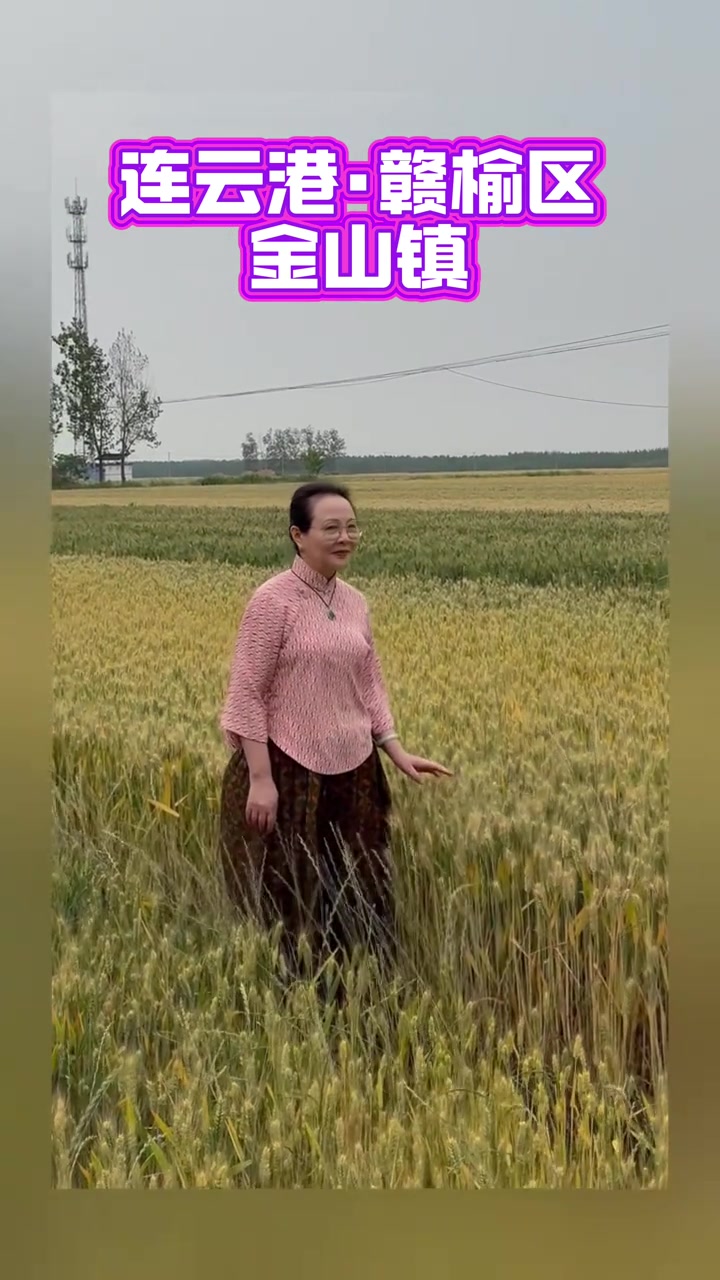 ……走在故乡贛榆区金山镇的麦田里，这里是生养父亲的一片沃土，心中感慨万千，别有一番滋味在心