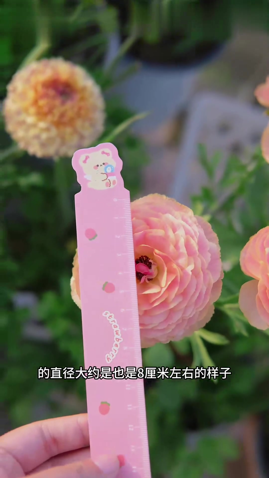 所有季节里最爱花开满园的春天，浪漫可以自己种给自己！郁金香和花毛茛真的美哭了啊啊啊啊啊，龙