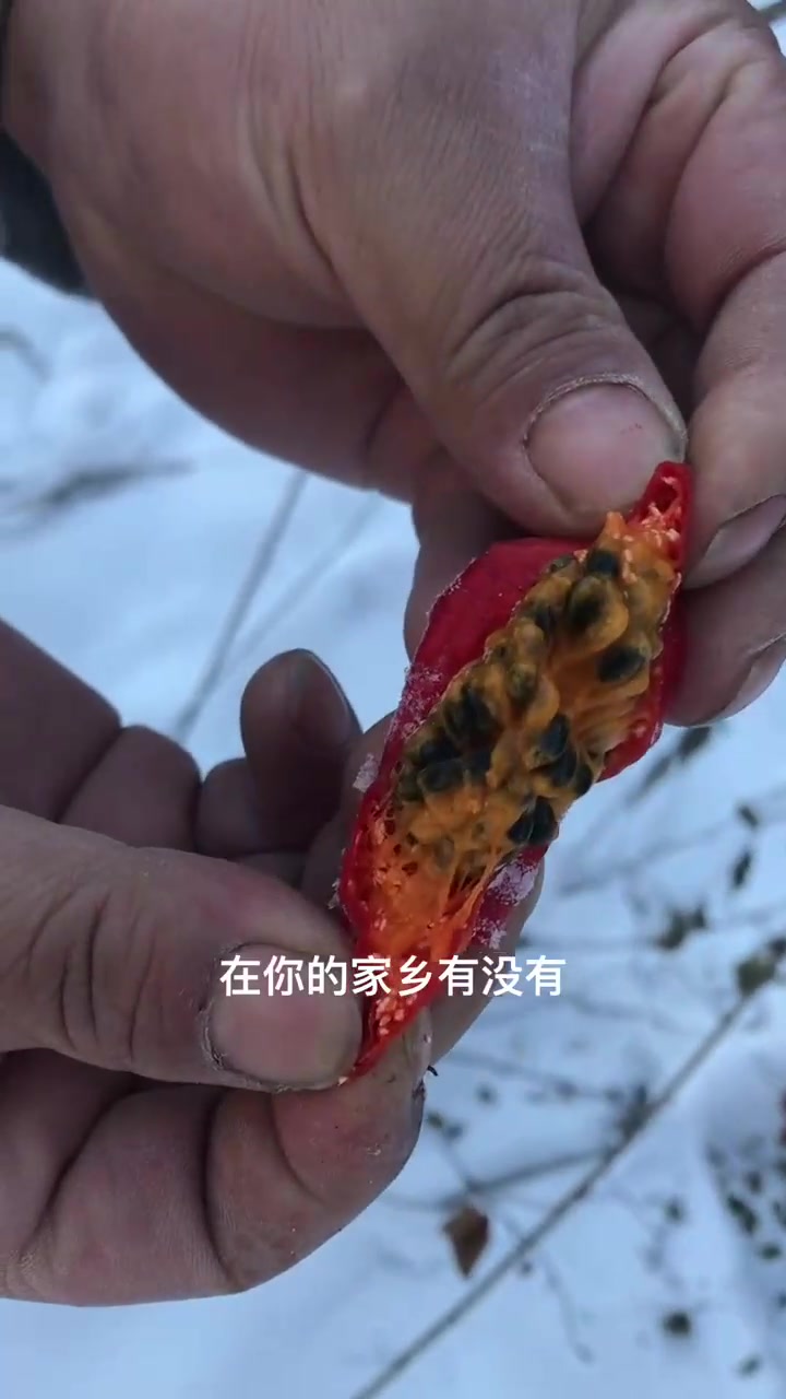 你小时侯吃过吗？东北的气包子，它虽然可以吃，但是不可以过多食用！