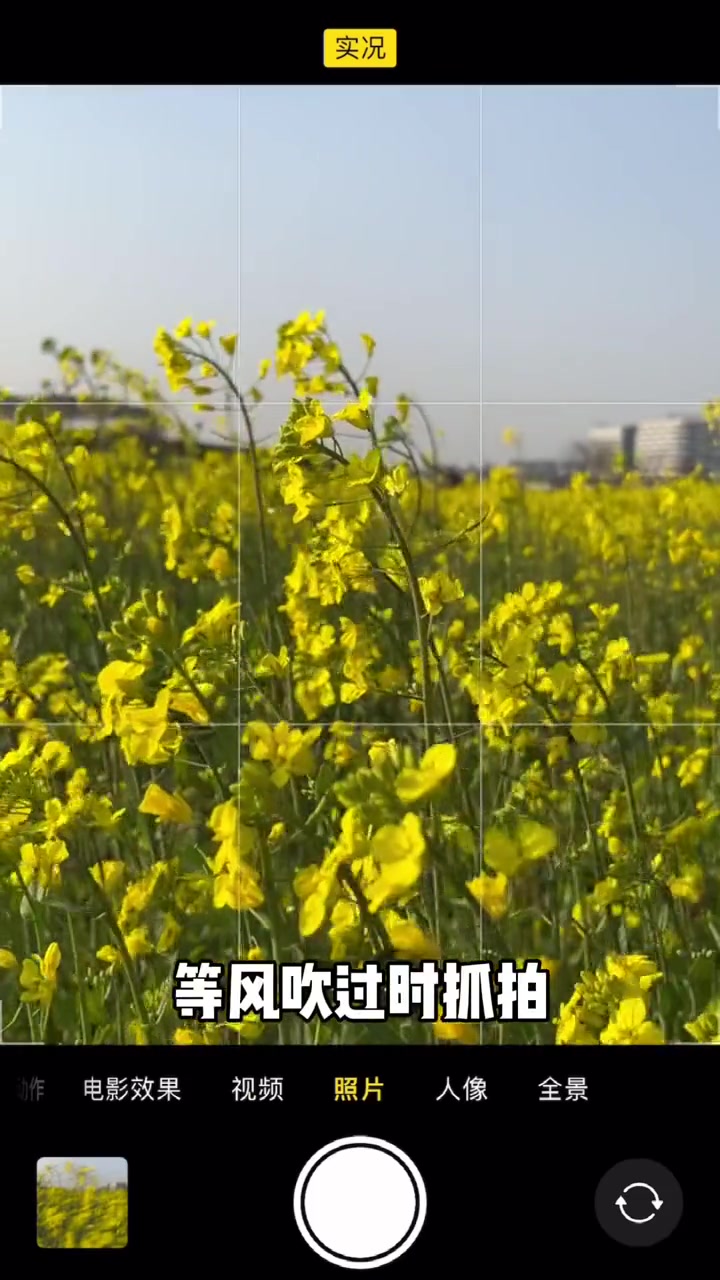 油菜花拍照 油菜花开季