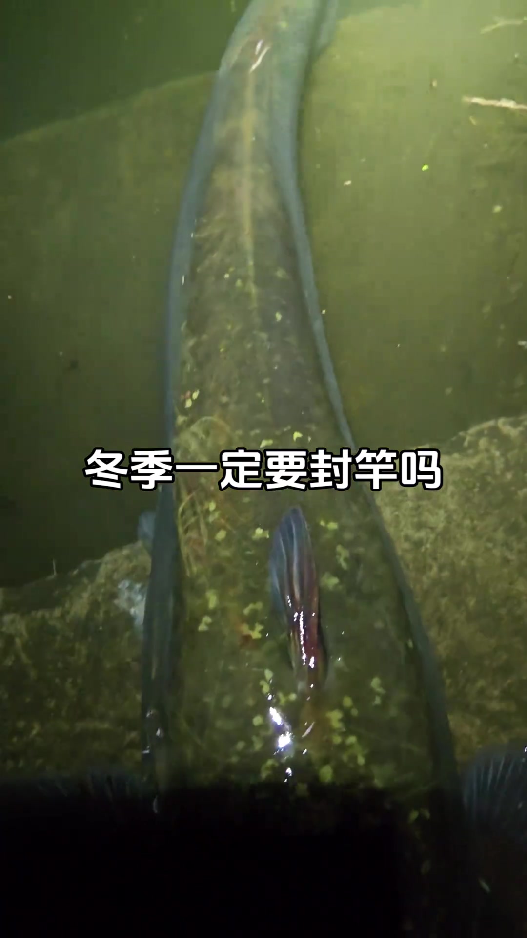 挑战冬日不封竿 臭鱼钓鲶鱼 海竿新手入门教程 钓鱼技巧 钓鱼的乐趣只有钓鱼人懂