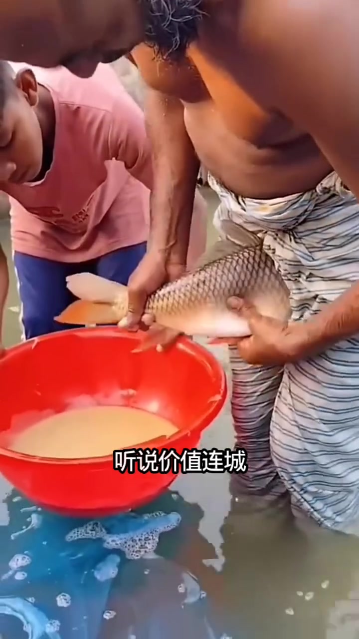 鱼儿这样产卵的