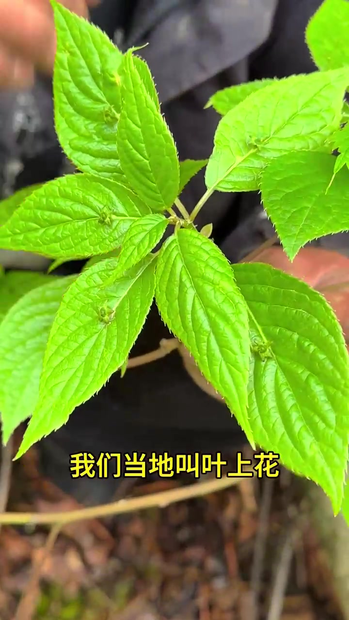 这种山野菜大家吃过没有，特别好吃，就是比较少，叶子上边开花，很神奇，它的学名叫青荚叶，我们