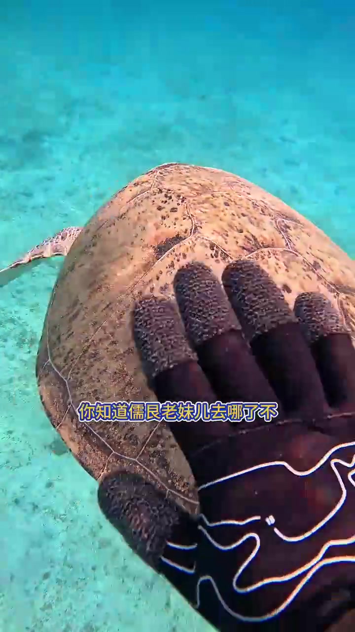 埃及赶海巧遇儒艮美人鱼，还有满海的天价红海骑士鱼！这边的资源也太好了吧！