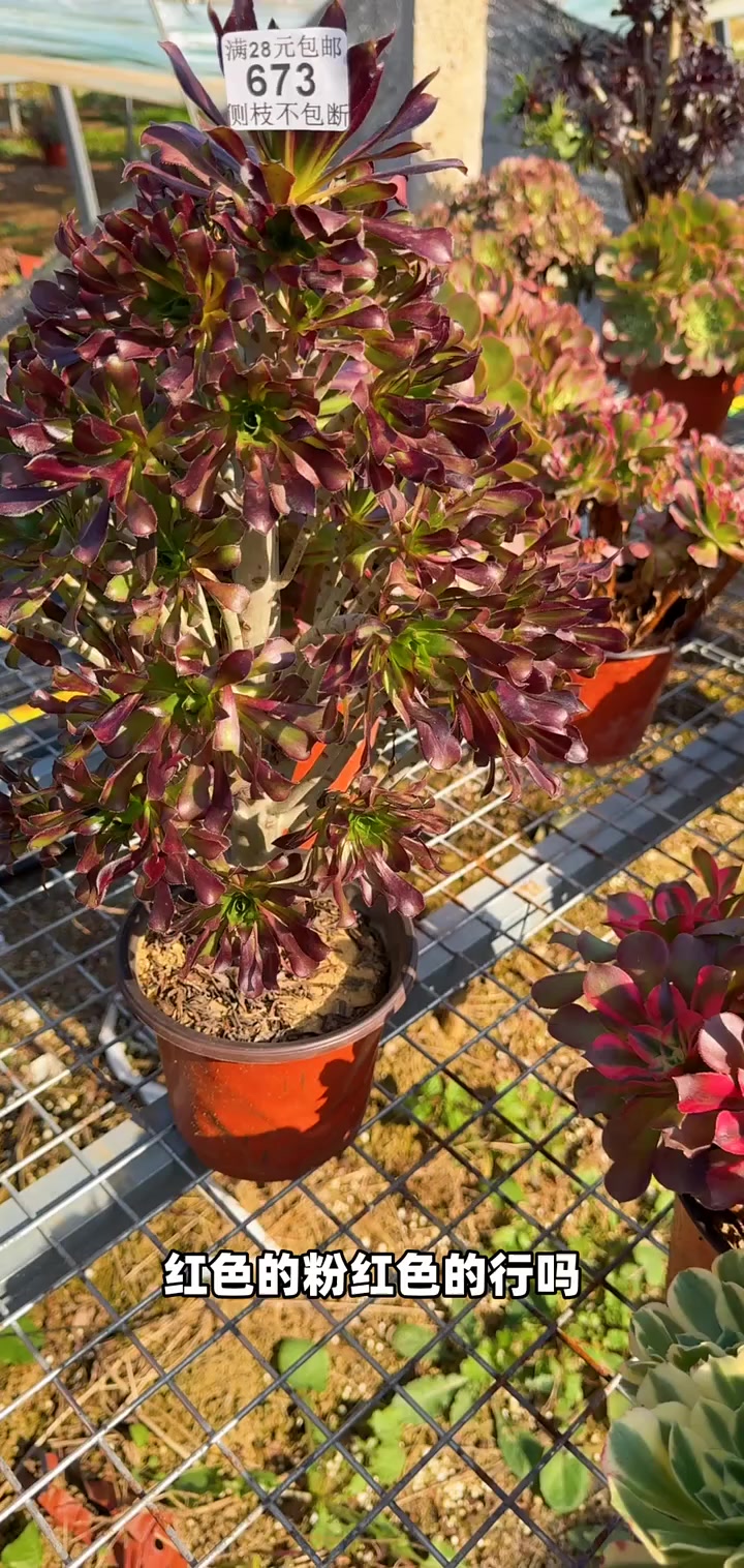 玫瑰黑法师老桩爆花超均匀!易养大株植物,家里养一盆超吸睛!