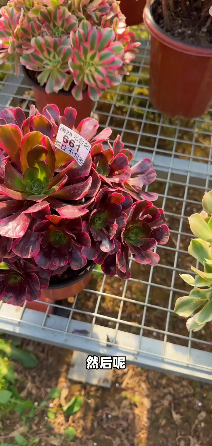 海王花型超赞!高井头款控水显色,姐妹们都在等的春色来了吗?