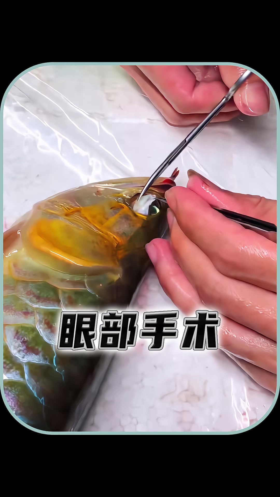 为什么要给金龙鱼修眼呢?