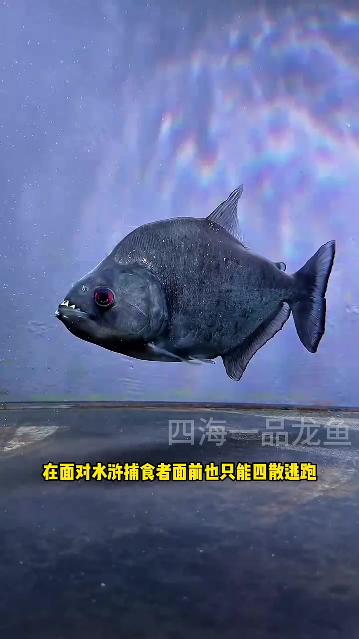 最凶猛的淡水杀手排名前八名 水族 观赏鱼