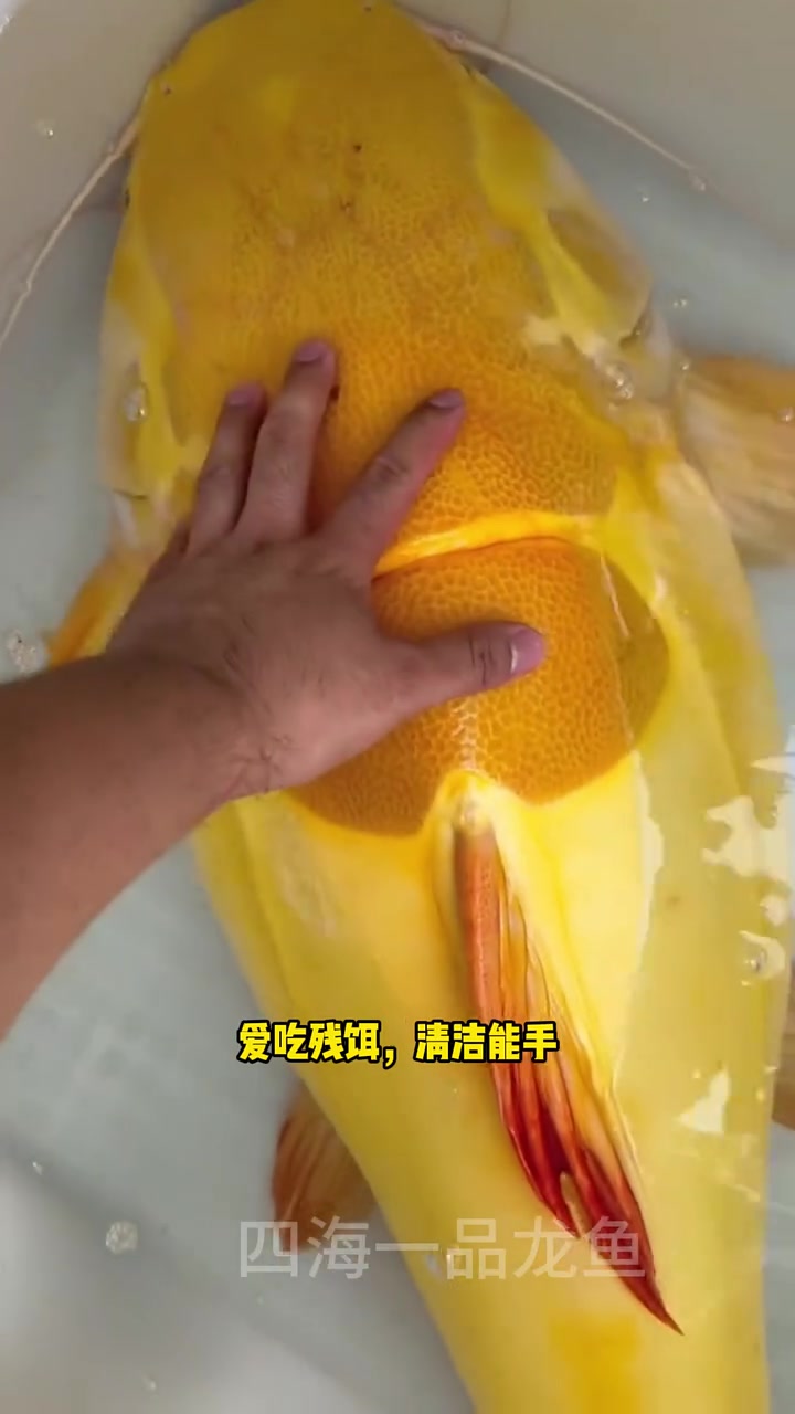 黄金招财猫 水族 观赏鱼