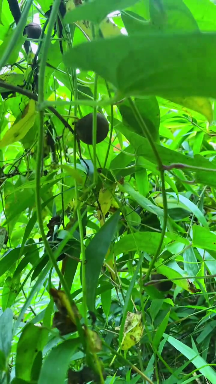 今天去采集山药豆。野生山药豆食用价值颇高！可以炖汤、炒菜、做山药泥、还可以切片晒干泡酒n