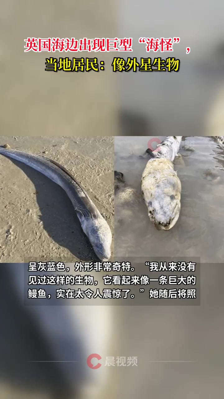 英国海边出现巨型“海怪”,当地居民:像外星生物