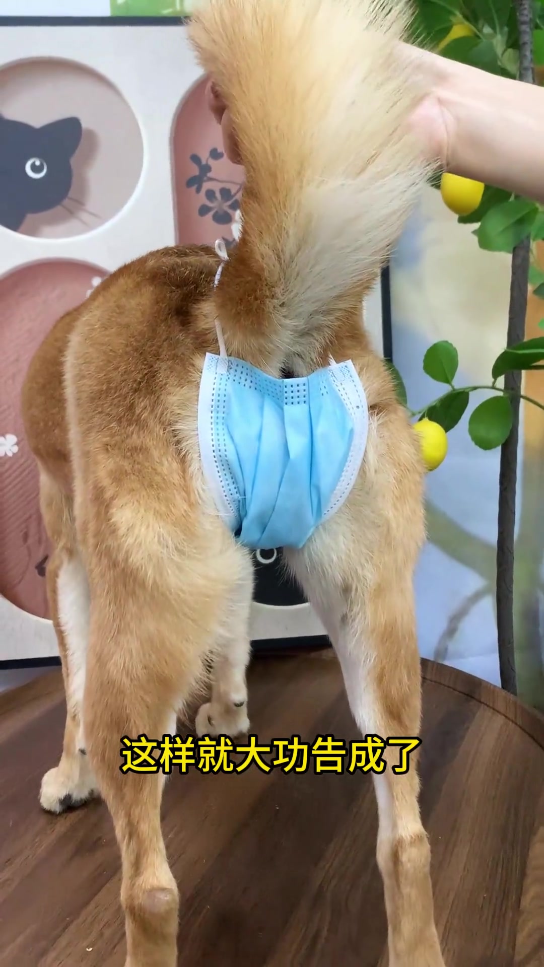 教你0成本自制狗狗生理裤,捡来的口罩你就这样做!