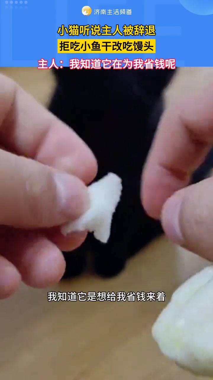 近日，河北。小猫听说主人被辞退，拒吃小鱼干改吃馒头，主人：我知道它在为我省钱呢！