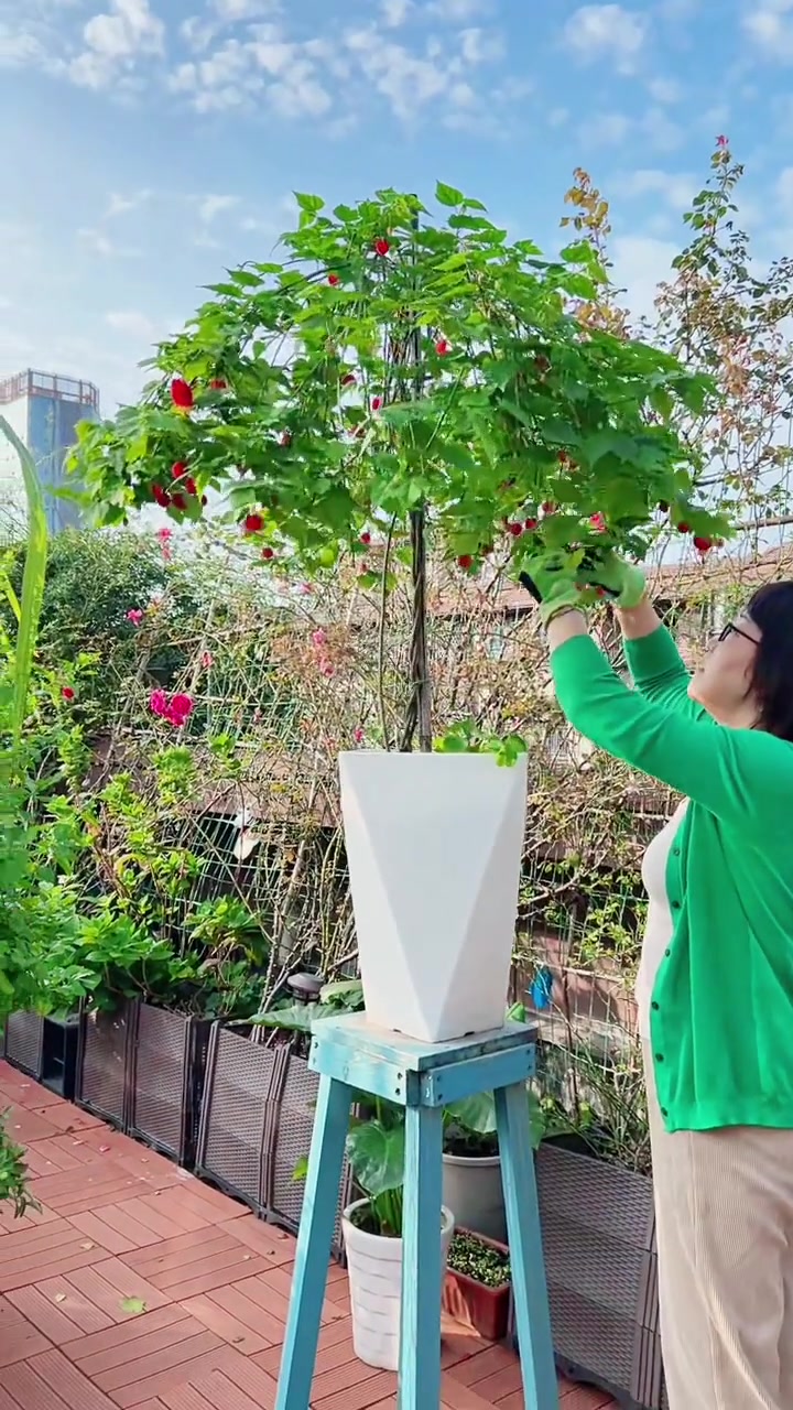 棒棒糖灯笼花修剪一下枝条让冠服更加圆润饱满 灯笼花 修剪