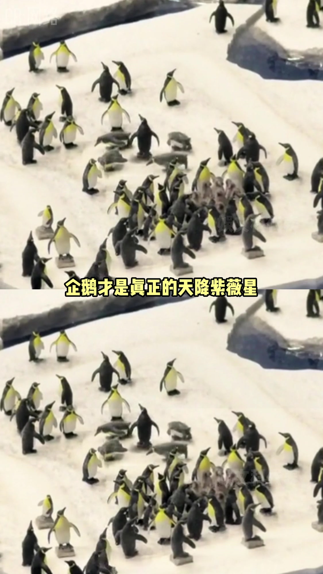 企鹅穿着燕尾服,凭啥不能叫高雅人士