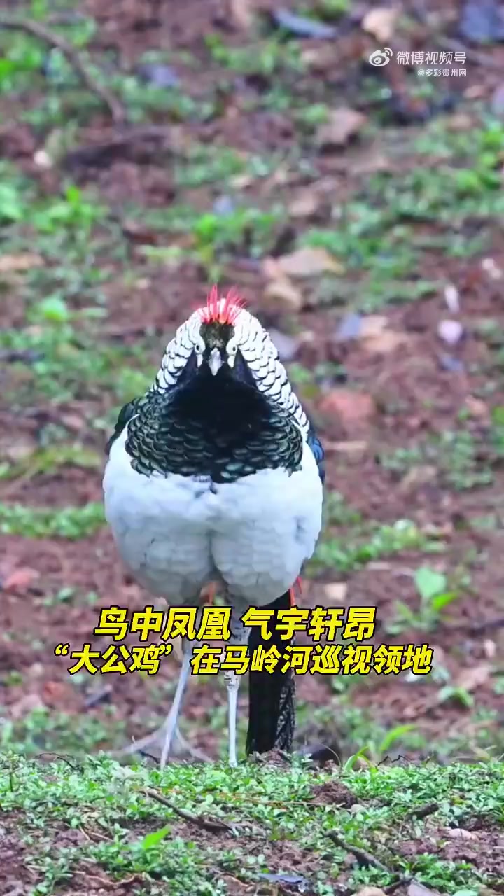 「马岭河峡谷藏了只鸟中凤凰摄影爱好者镜头下的“鸟中凤凰”」鸟中凤凰，优雅华丽，摄影爱好者在