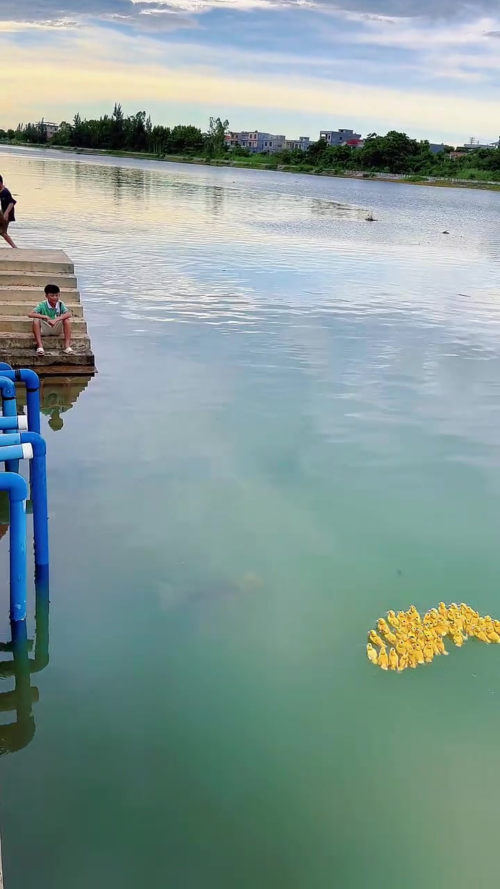 总有人好奇我的小鸭子游泳野了就不回家?别急着猜～戳视频,带你亲眼见证它扑腾着小短腿,准时奔