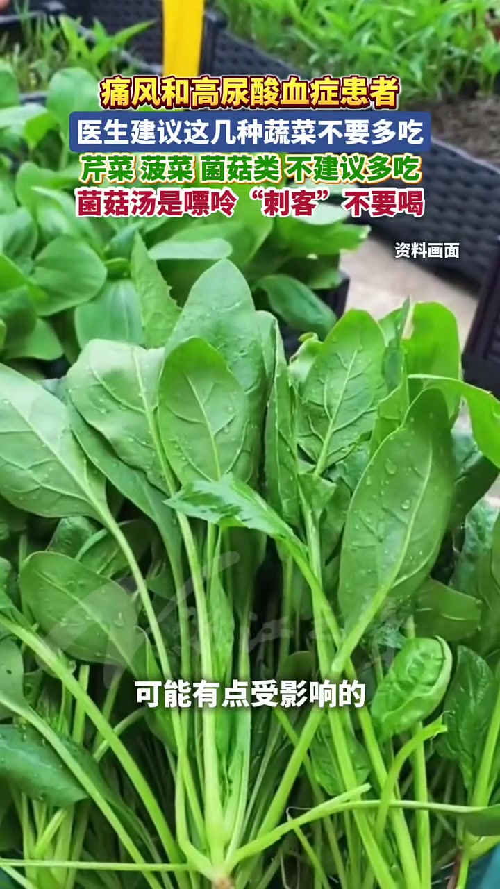 蔬菜里也有嘌呤“刺客”！医生建议，痛风和高尿酸血症患者少吃芹菜、菠菜、菌菇，尤其不要喝菌菇