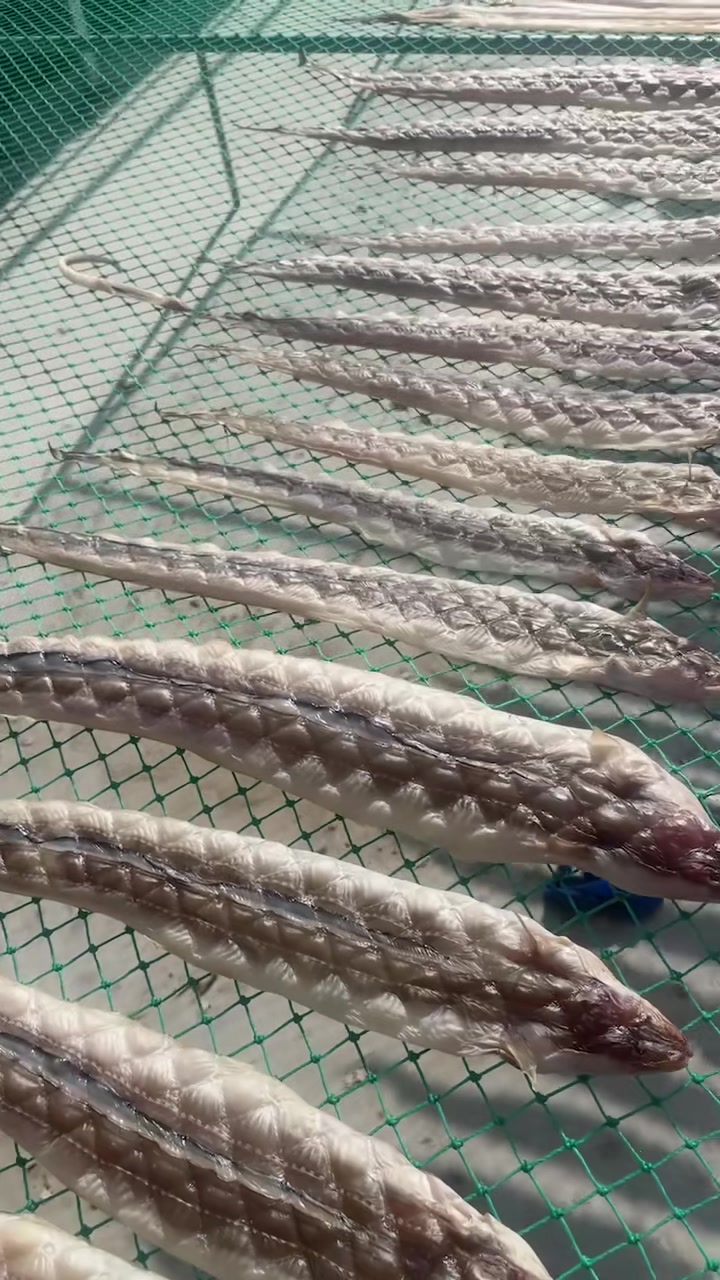 一卤鲜鳝鱼干,晒出油了香的很