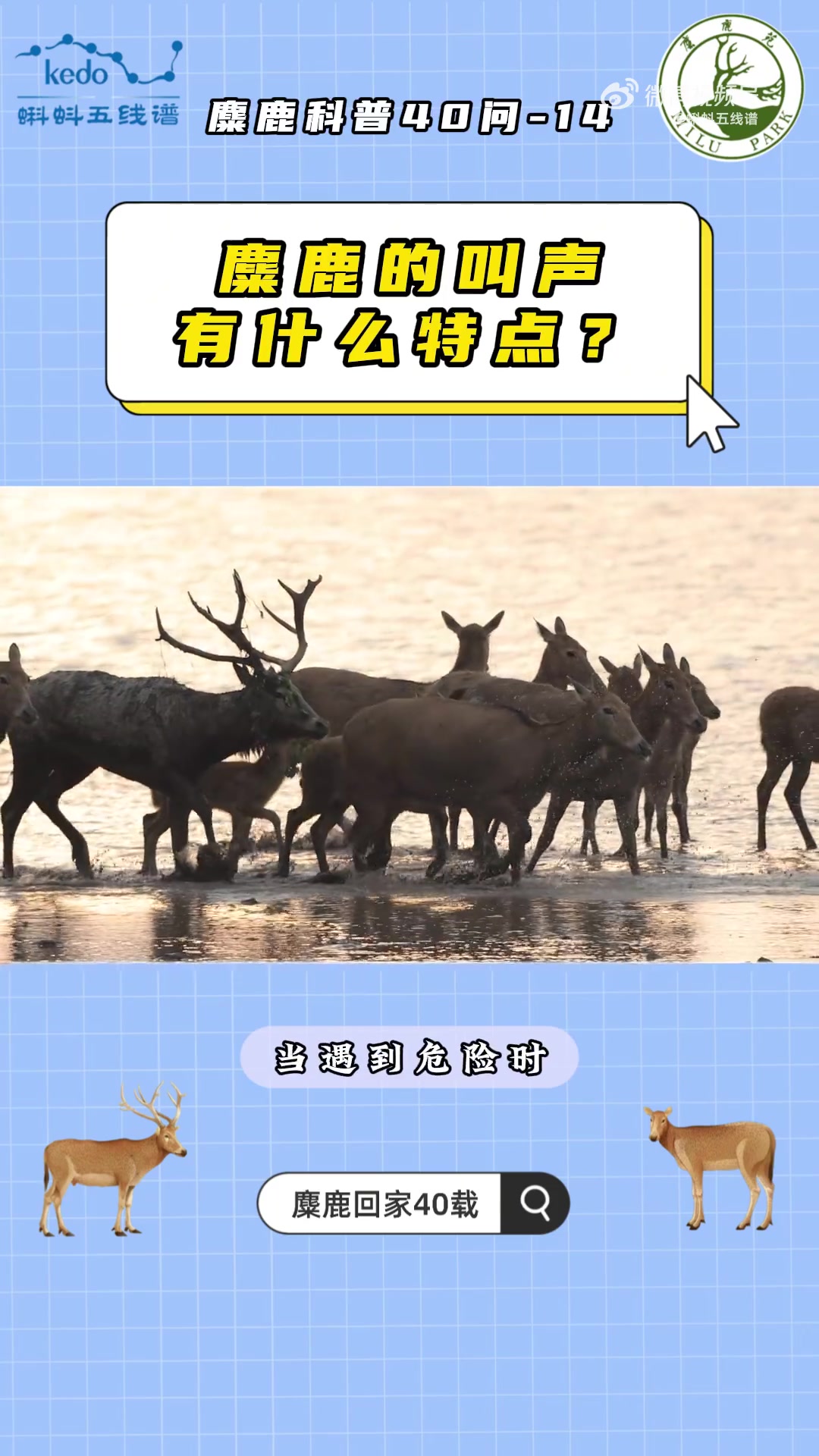 「麋鹿科普40问:麋鹿的叫声有什么特点?」今天咱们来解锁一个超有趣的自然冷知识——麋鹿的叫