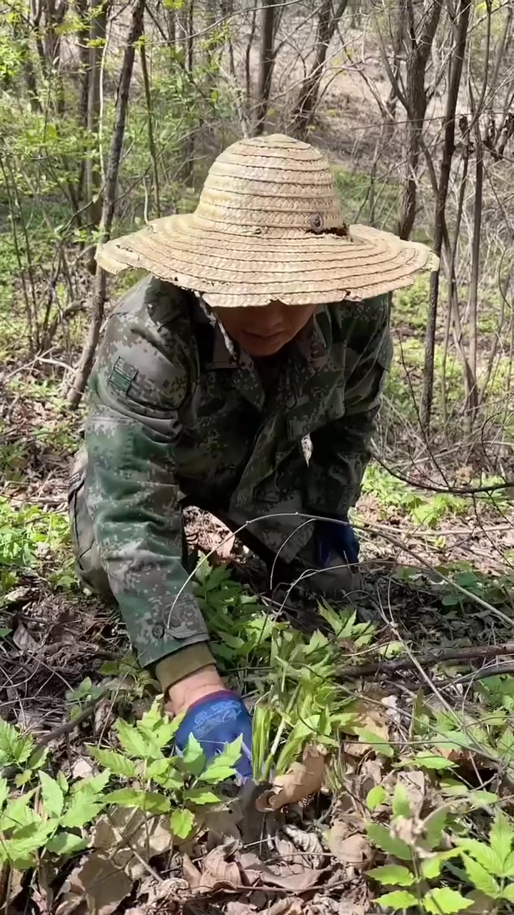 带您走进东北大山深处，看一看有多少种山野菜是您吃过见过的