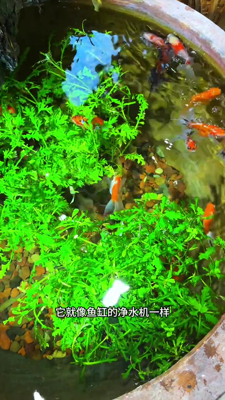 鱼缸造景不好看水质不好的可以试试这个水罗兰水草