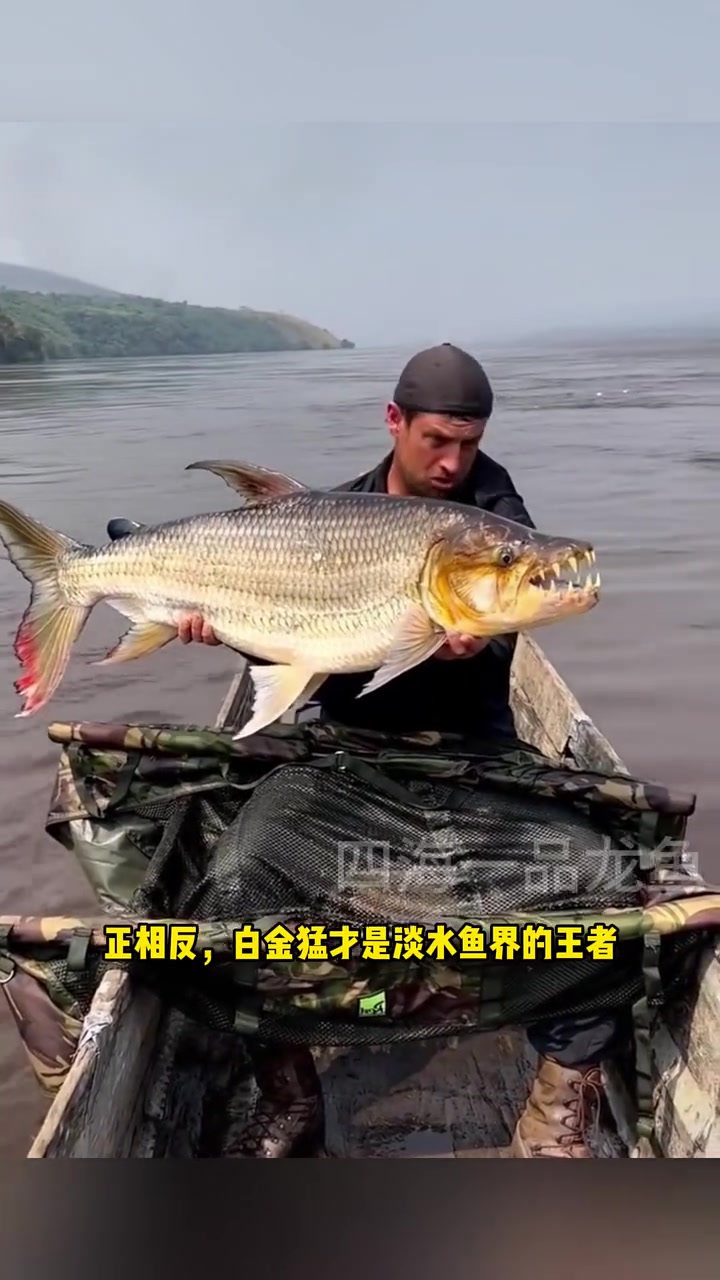 最凶猛的淡水杀手排名前八名 水族  观赏鱼